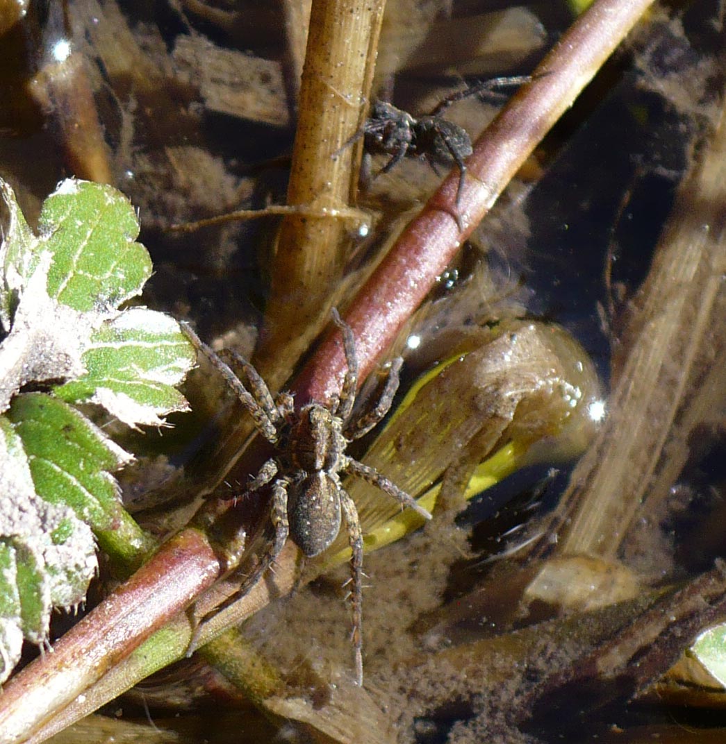 Pardosa sp. - Colletto, Roure (TO)